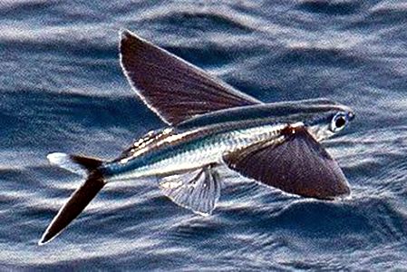 Exocoetus obtusirostris_0006